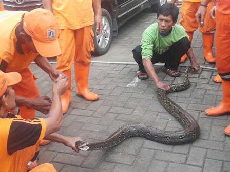 Kemunculan Ular, Ancam Warga Sekitar Kali Krukut