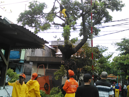 10 Pohon Ditoping di Jl Kebon Bawang V