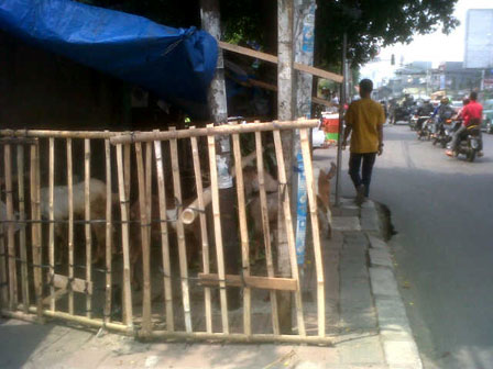 pedagang hewan qurban tanah abang beritajakarta