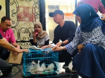 Steril Akbar Kucing Jalanan Digelar di GOR Cempaka Putih 