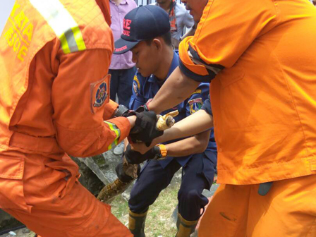 Ular Sanca Kembang Dievakuasi dari Saluran 