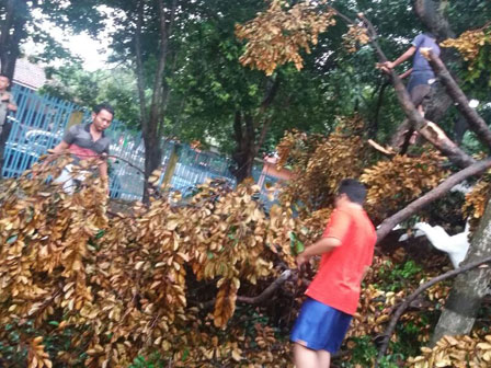  Pohon Tumbang Tutupi Jl Raya Pondok Gede