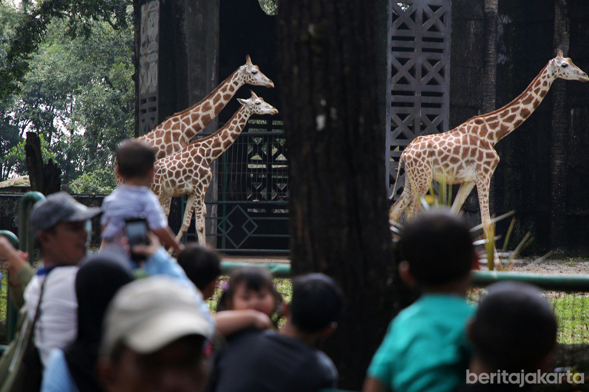 Pengunjung Taman Margasatwa  Ragunan melihat hewan jerapah