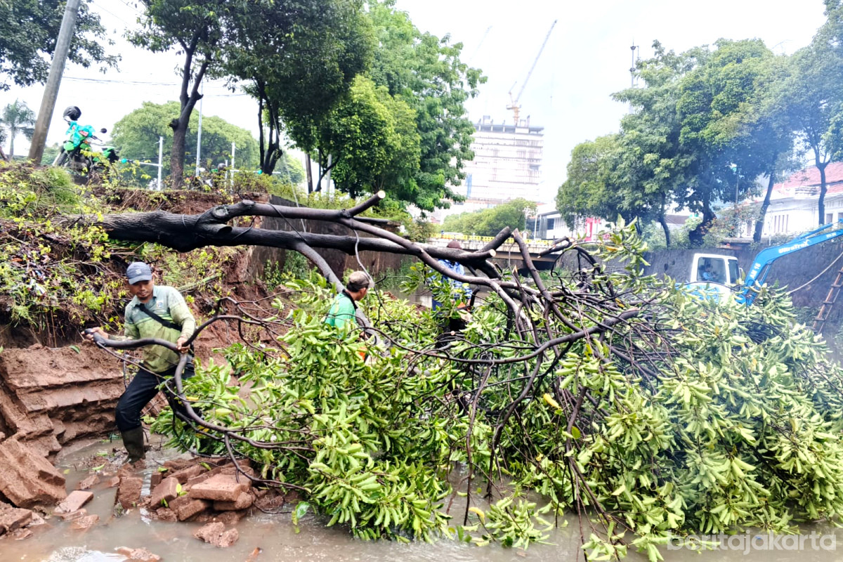 Petugas melakukan evakuasi pohon tumbang dan sempal di Jakarta Pusat