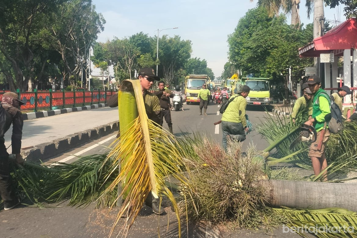 Sudin Tamhut Jaktim Remajakan Pohon Palem Raja di Jl Dr. Soemarno 
