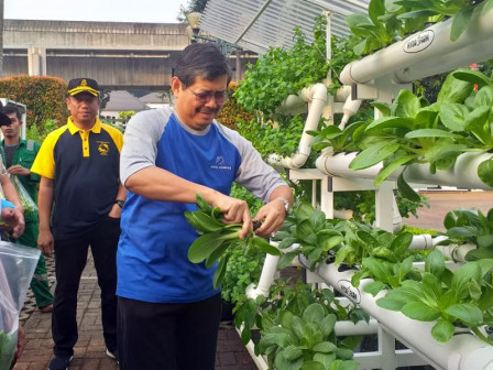 Pemkot Jaksel Panen Sayuran Hidroponik di Jaksel Farm