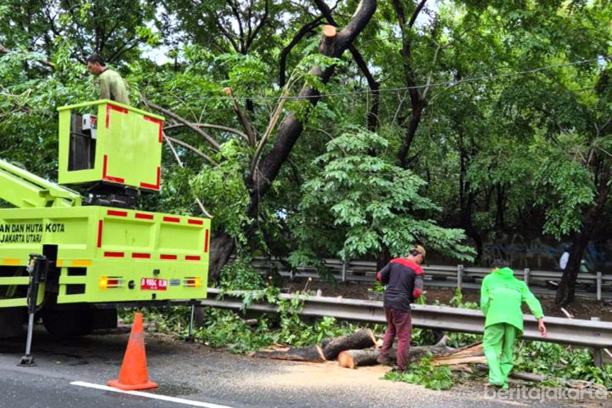 Petugas mengevakuasi puluhan pohon tumbang dan sempal di Jakarta Utara