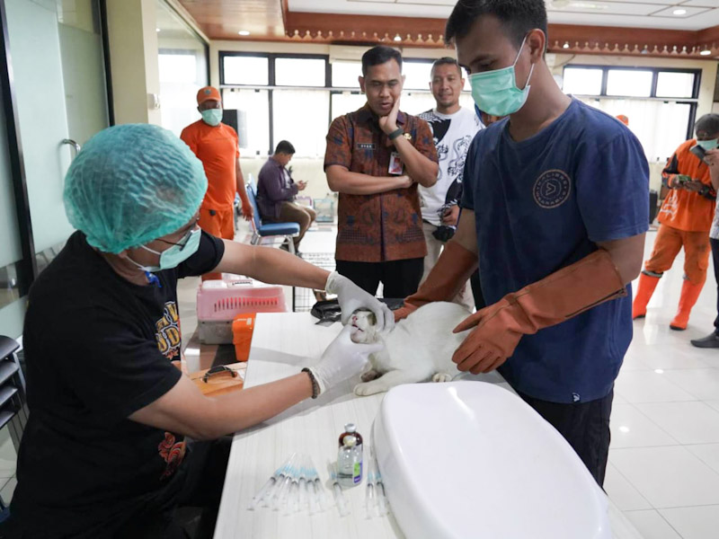  43 Kucing Liar di Kelurahan Bukit Duri Disterilisasi Gratis 