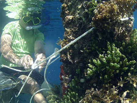 Budidaya Rumput Laut di Pulau Panggang Kembali Digalakkan