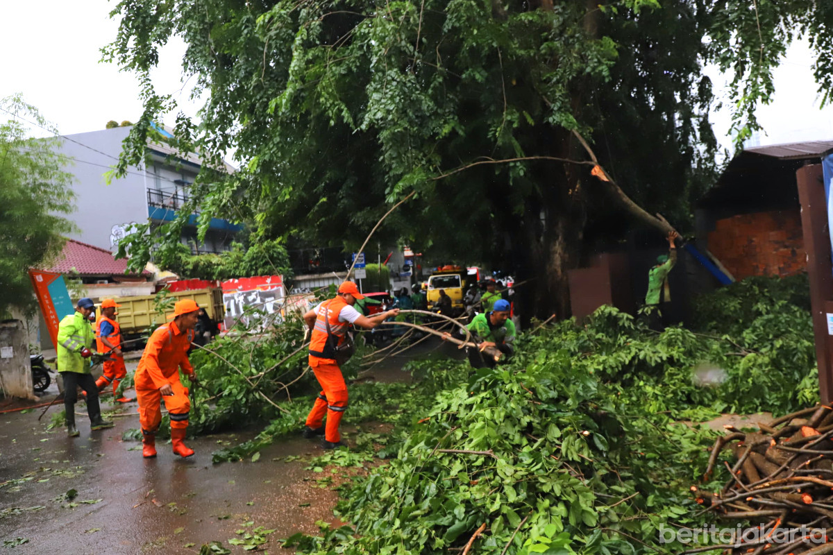 Petugas gabungan melakukan penopingan tujuh Pohon Rawan Tumbang di Jalan Bangka Raya