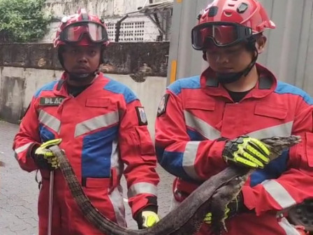 Biawak Sepanjang 1 Meter Berhasil Dievakuasi 