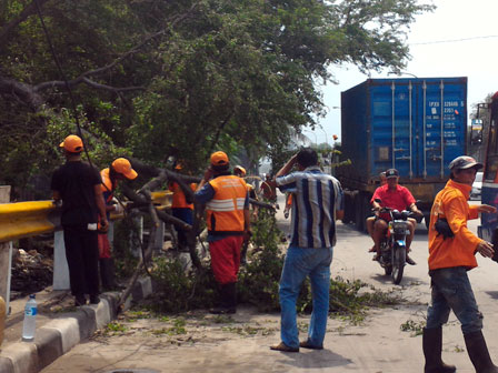  Tumbang, Pohon di Jalan RE Martadinata Dievakuasi