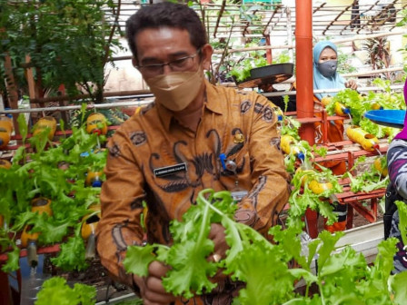 Lahan Kantor Kelurahan Pademangan Timur Dimanfaatkan Urban Farming