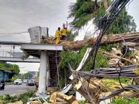 Penanganan Pohon Tumbang di Jl Otista Raya Terus Dilanjutkan 