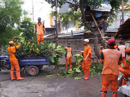  15 Pohon di Jl Pademangan Timur VIII Ditoping