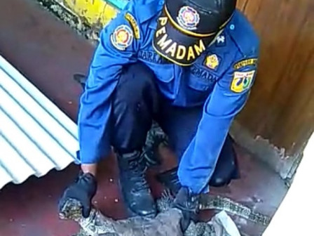 Biawak Sepanjang 1,5 Meter Berhasil Dievakuasi Petugas Dari Rumah Warga