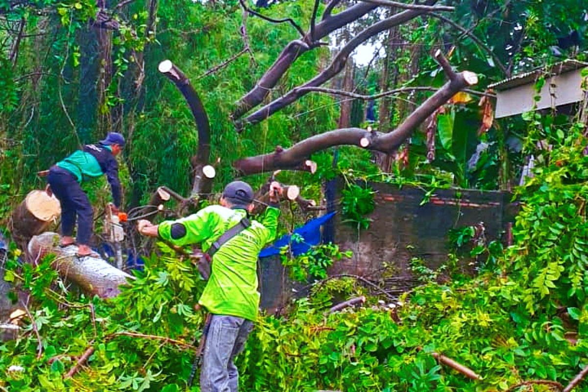Petugas melakukan evakuasi Lima Pohon Tumbang dan Sempal di Jaktim