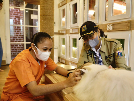 Sudin KPKP Jakpus Gelar Layanan Sterilisasi Kucing di Tanah Abang 