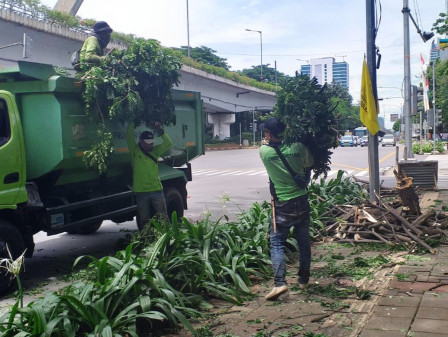Delapan Pohon Ditoping di Jalan Jenderal Gatot Subroto