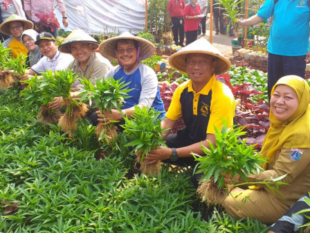 Poktan Nusa Indah 011 Kebayoran Baru Selatan Panen Sayuran Organik