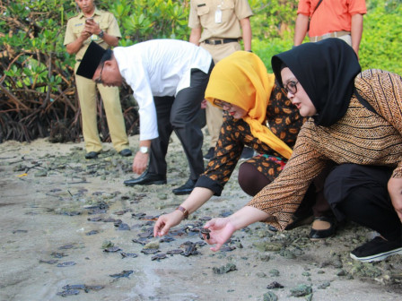150 Tukik Dilepasliarkan di Perairan Pulau Sebira