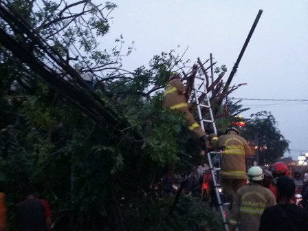 Puluhan Petugas Gabungan Evakuasi Pohon Tumbang di Pondok Bambu