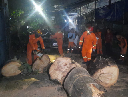 Pohon Tumbang di Pondok Bambu Dievakuasi Petugas Gabungan