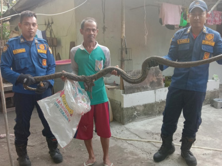 Gulkarmat Evakuasi Sanca Liar dari Permukiman Warga Pulau Pari