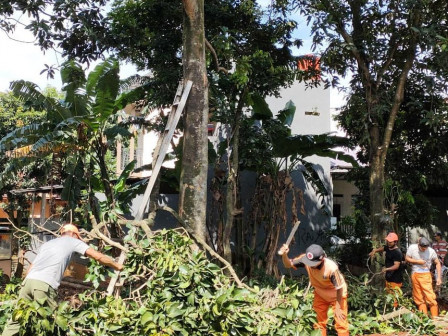  10 Pohon di Pondok Ranggon Ditoping 