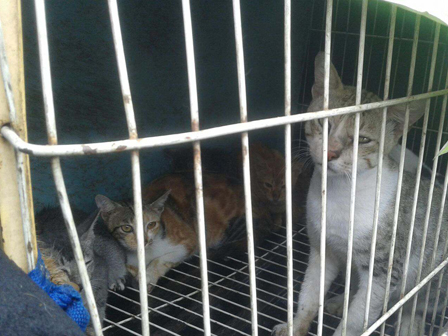 Cegah Rabies, 10 Kucing Liar di Bendungan Hilir Ditangkap 