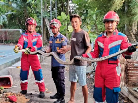 Ular Sanca Sepanjang Tiga Meter di Pulau Pari Dievakuasi 