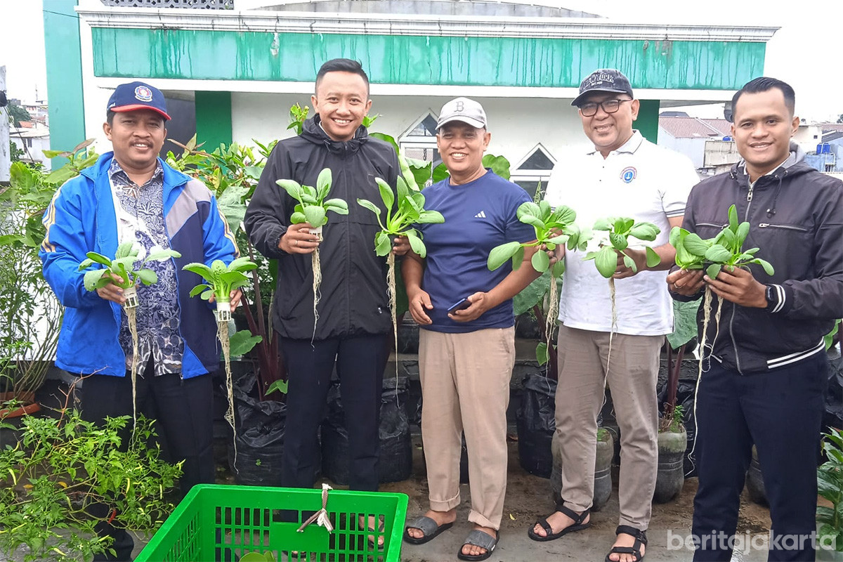 Panen pakcoy di Rooftop Masjid At Taufiq Palmerah