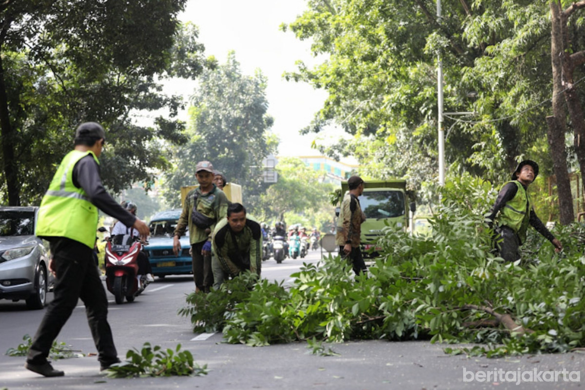 Pohon Rawan Tumbang di Jakpus Dipangkas 
