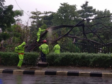        Pohon Tumbang di Jalan Brawijaya II Dievakuasi