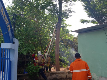 Sarang Tawon di Kayu Putih Berhasil Dievakuasi Petugas