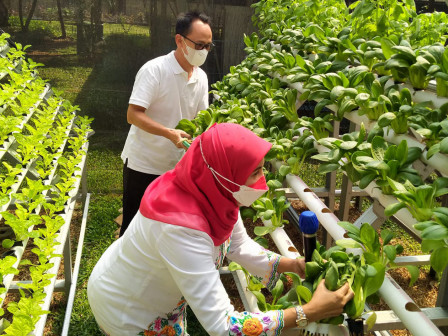 Panen Serentak di Jaktim Hasilkan 750 Kilogram Sayur Mayur 