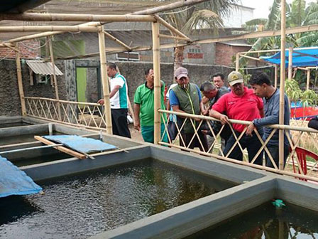  Manfaatkan Lahan Kosong Warga Semper Barat Budi Daya Ikan Lele