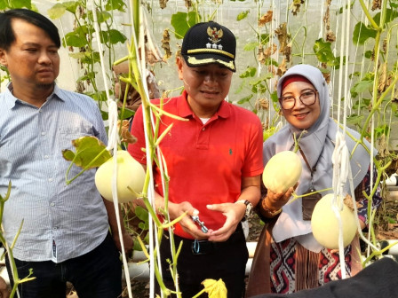 Camat Duren Sawit Pimpin Panen Melon di Klender