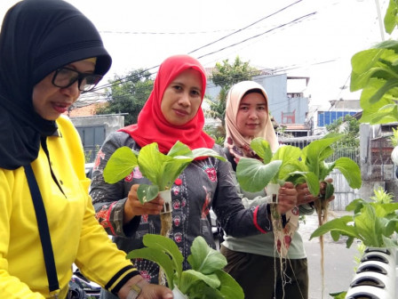  Komunitas Dasa Wisma Urban Farming Pasar Baru, Panen 3,2 Kg Sawi dan Pakcoy