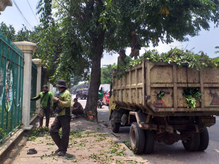 Enam Pohon Ditoping di Jalan Kamal Raya Cengbar 