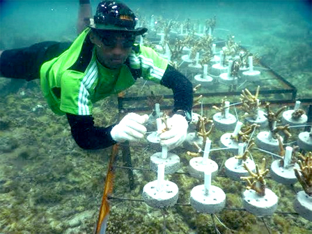 Marinir Bantu Perbaiki Terumbu Karang Kepulauan Seribu