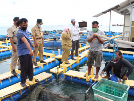  50 Ton Ikan Kerapu Cantang Dipanen di Kepulauan Seribu 