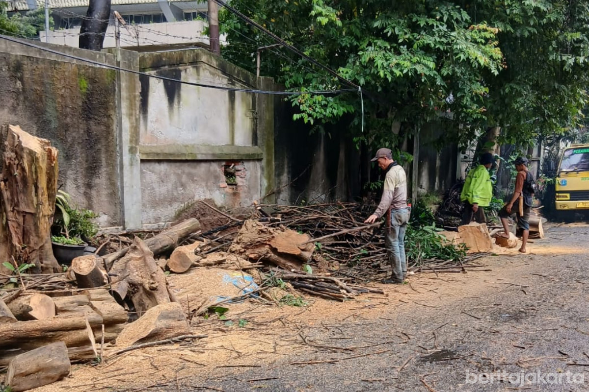 Petugas mengevakuasi pohon tumbang di Kelapa Dua Wetan