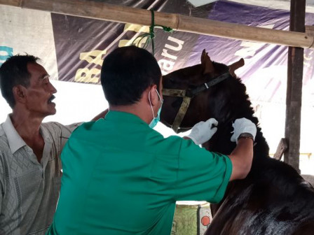 302 Kuda Lokal Dipasangi Microchip Jelang Asian Games 