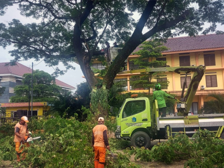  Satu Unit Mobil Tangga Dikerahkan Toping Pohon di Bambu Apus