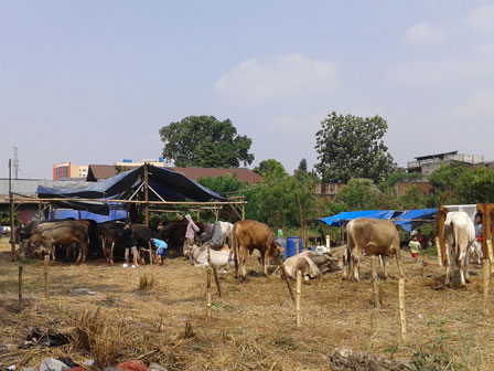  Besok Sudin KPKP Jaksel Akan Uji Kesehatan Hewan Qurban