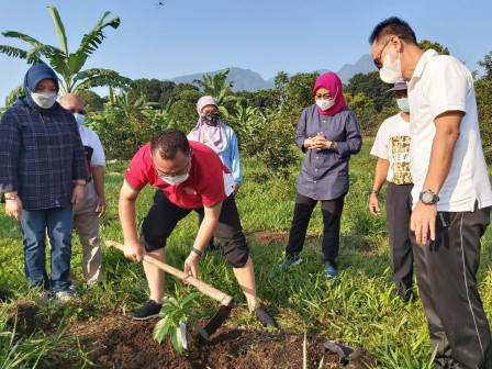 Dinas KPKP-IPB Bogor Berkolaborasi Tanam Ratusan Pohon Alpukat Cipedak 