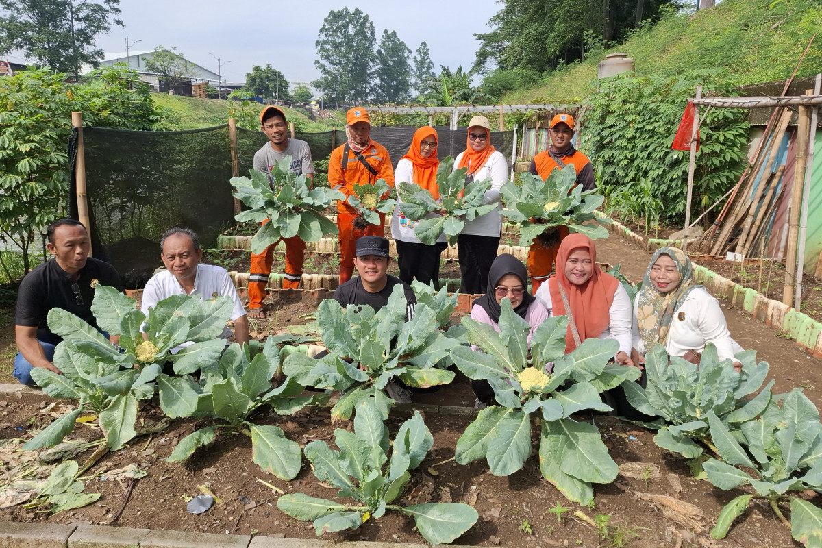 Pengelola urban farming di kawasan KBT memperlihatkan kembang kol yang dipanen