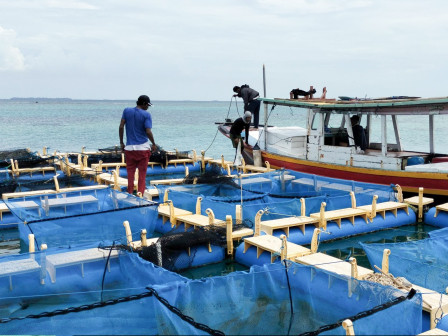 Pembudi Daya Kepulauan Seribu Apresiasi Bantuan Benih Ikan Kerapu Catang 