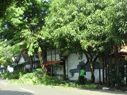 8 Pohon Dipapas di Jl Duren Tiga Raya